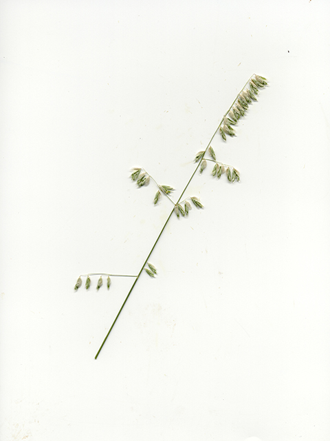 Melica nitens (Three-flower melic) #90197