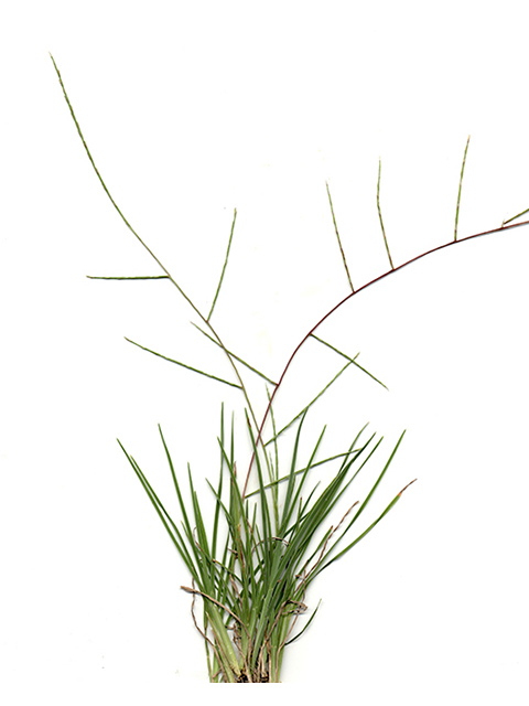 Schedonnardus paniculatus (Tumblegrass) #90201
