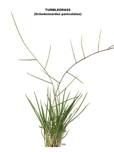 Schedonnardus paniculatus (Tumblegrass) #90202