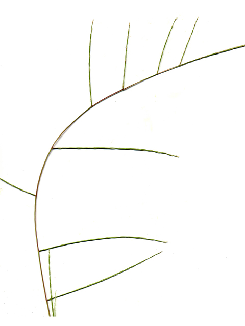 Schedonnardus paniculatus (Tumblegrass) #90204