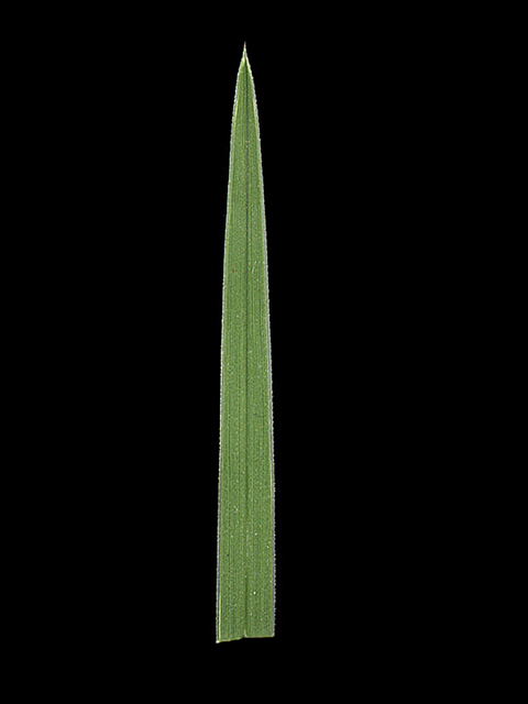Schedonnardus paniculatus (Tumblegrass) #90205