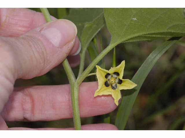 Physalis cinerascens (Smallflower groundcherry) #33312