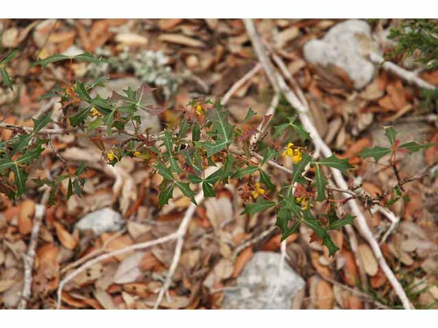 Mahonia trifoliolata (Agarita) #33315