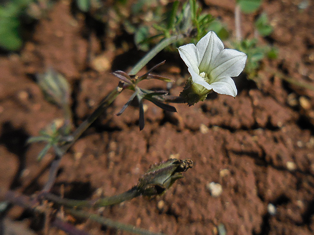 Ipomoea costellata var. edwardsensis (Edwards plateau crestrib morning-glory) #66116