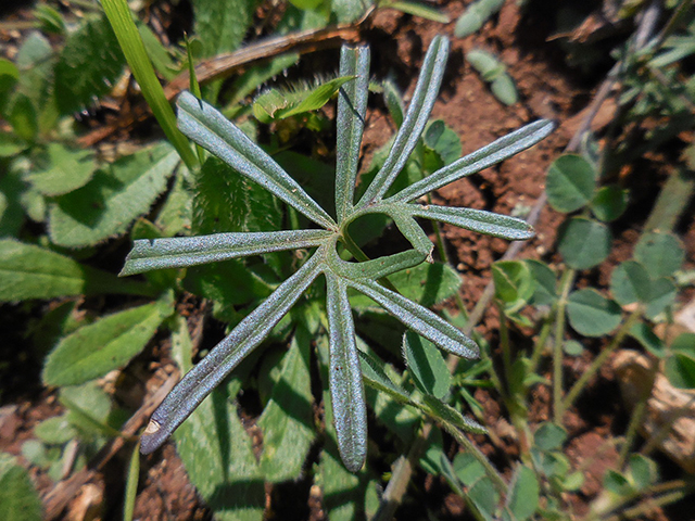 Ipomoea costellata var. edwardsensis (Edwards plateau crestrib morning-glory) #66121