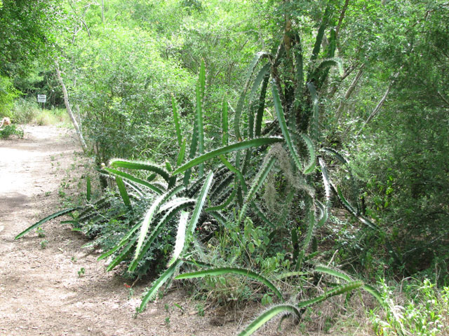 Acanthocereus tetragonus (Triangle cactus) #26181