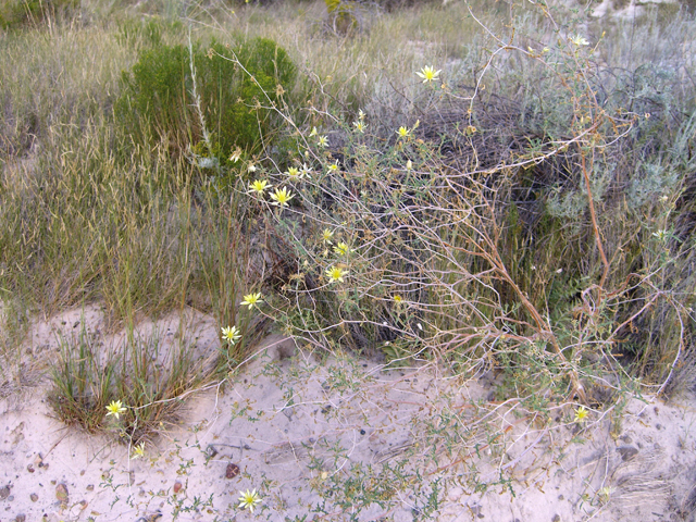 Mentzelia multiflora var. multiflora (Adonis blazingstar) #20766