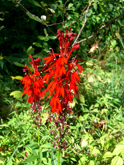 Lobelia cardinalis (Cardinal flower) #27481