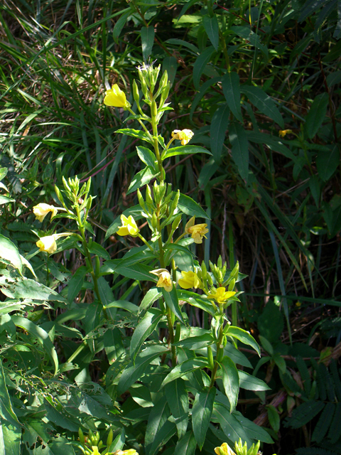 Oenothera biennis (Common evening-primrose) #27483