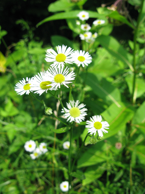 Erigeron annuus (Eastern daisy fleabane) #27505