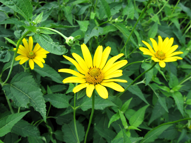 Heliopsis helianthoides (Smooth oxeye) #27506