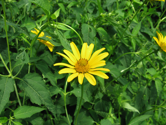 Heliopsis helianthoides (Smooth oxeye) #27521