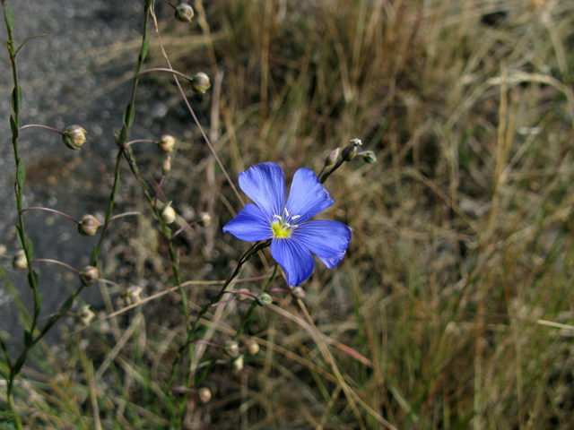 Linum lewisii (Wild blue flax) #27525
