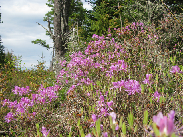 Rhododendron canadense (Rhodora) #27842