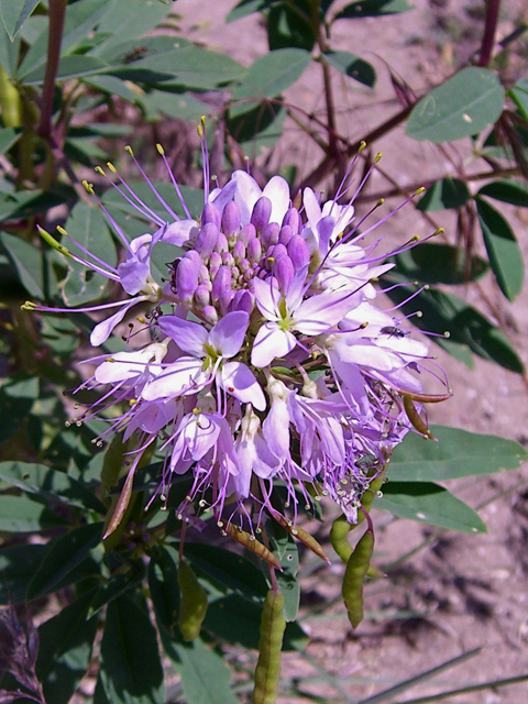 Peritoma serrulata (Rocky mountain bee-plant) #27852