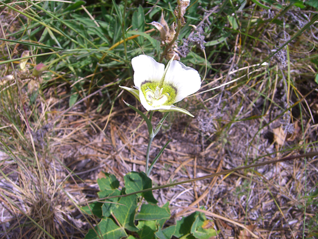 Calochortus gunnisonii (Gunnison's mariposa lily) #27854