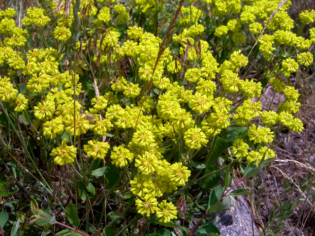 Eriogonum umbellatum var. aureum (Sulphur-flower buckwheat) #27869