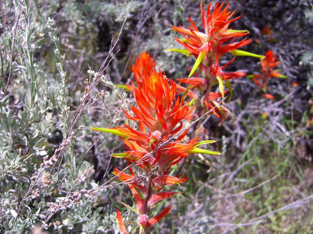 Castilleja linariifolia (Wyoming indian paintbrush) #27871