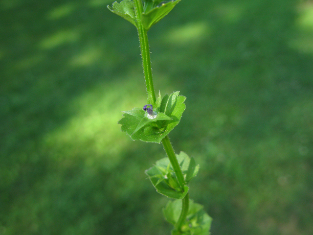 Triodanis perfoliata (Clasping venus's looking-glass) #27916