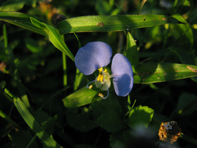 Commelina erecta (Dayflower) #28403