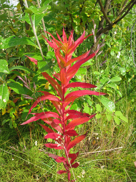Chamerion angustifolium ssp. angustifolium (Fireweed) #30417