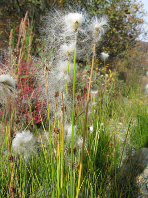 Eriophorum scheuchzeri (White cottongrass) #30433