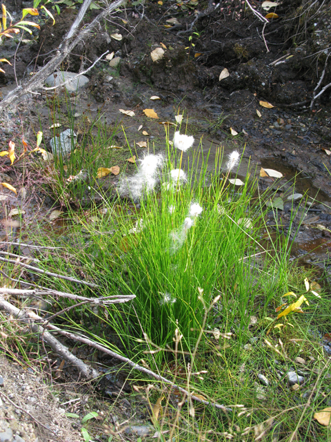 Eriophorum scheuchzeri (White cottongrass) #30435