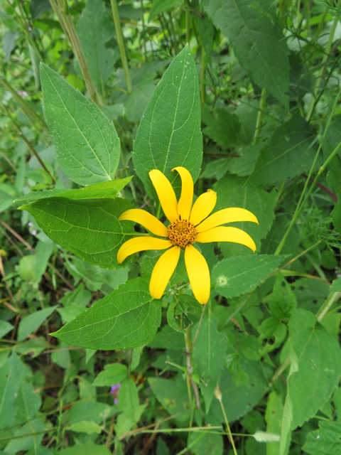 Helianthus divaricatus (Woodland sunflower) #77110