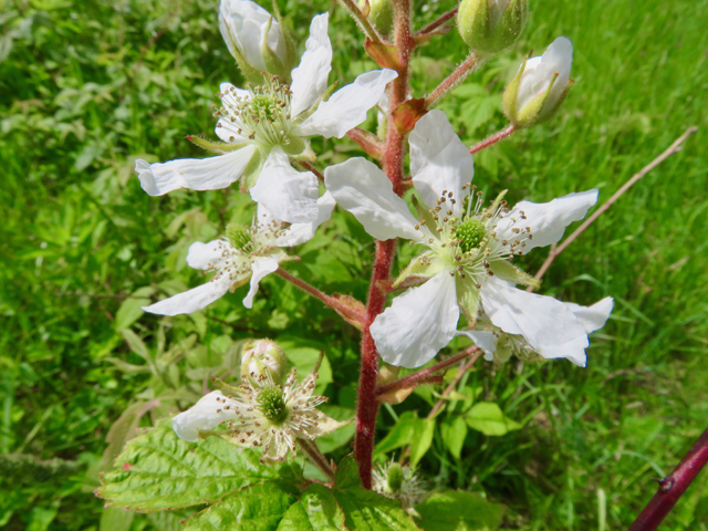 Rubus allegheniensis (Allegheny blackberry) #77210