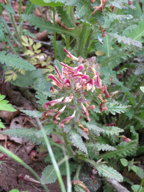 Pedicularis canadensis (Canadian lousewort) #77248