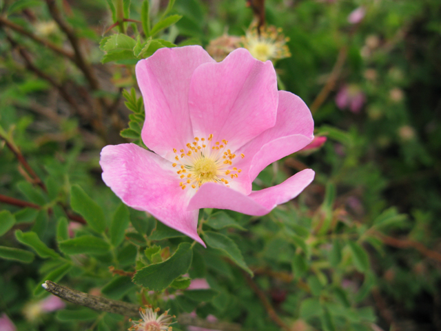 Rosa acicularis (Prickly rose) #77291