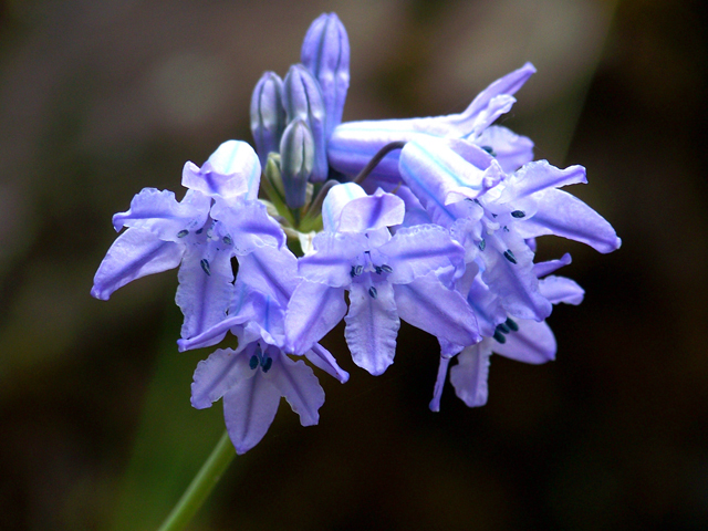 Triteleia grandiflora (Wild hyacinth) #34367