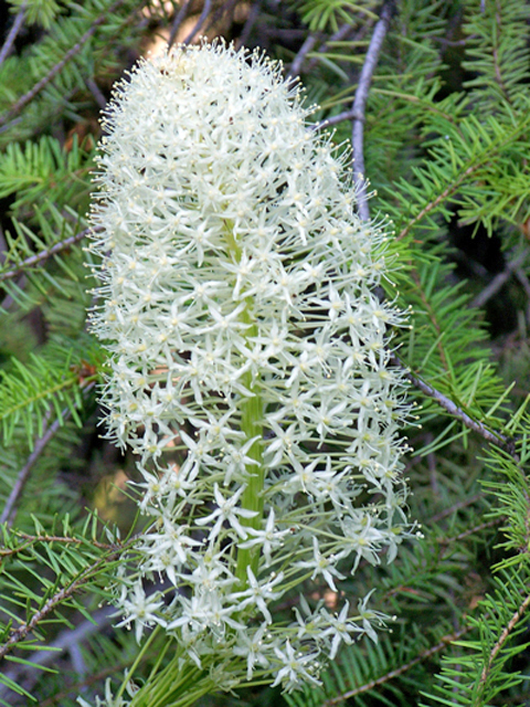 Xerophyllum tenax (Common beargrass) #34437