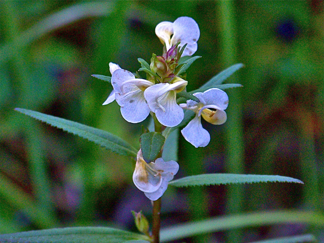 Pedicularis racemosa (Sickletop lousewort) #34501