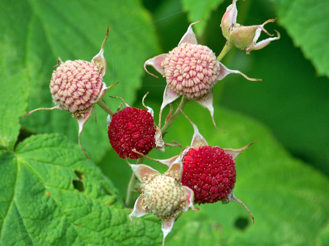 Rubus parviflorus (Western thimbleberry) #34507