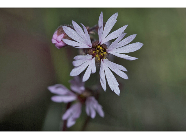Lithophragma parviflorum (Smallflower woodland-star) #34531