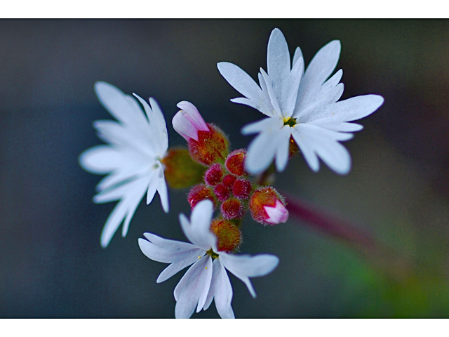Lithophragma parviflorum (Smallflower woodland-star) #34539