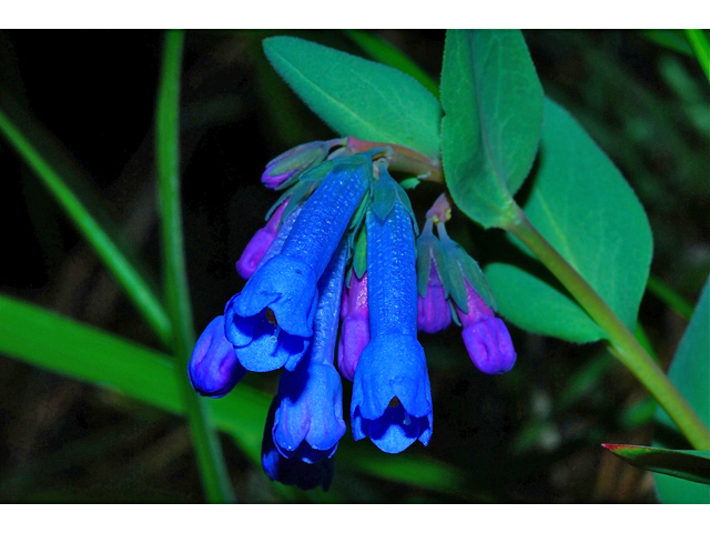 Mertensia longiflora (Small bluebells) #34555