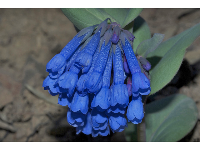 Mertensia longiflora (Small bluebells) #34576