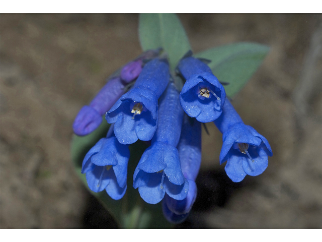 Mertensia longiflora (Small bluebells) #34577