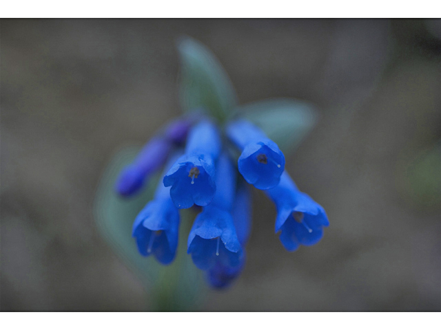 Mertensia longiflora (Small bluebells) #34578