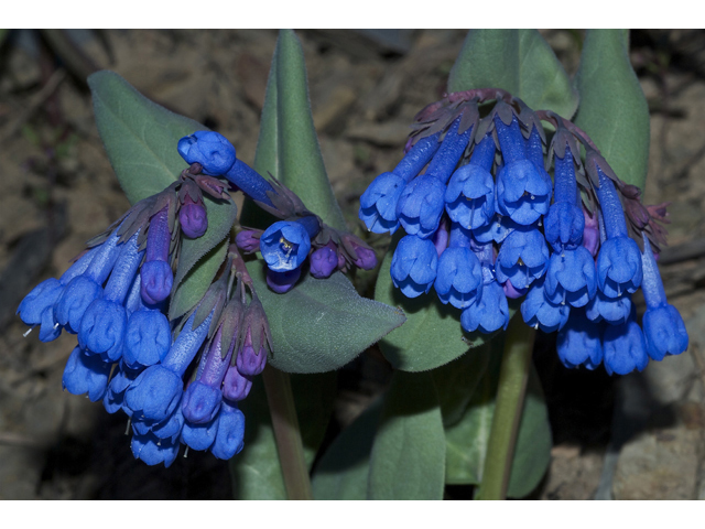 Mertensia longiflora (Small bluebells) #34580