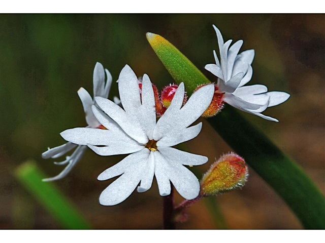 Lithophragma parviflorum (Smallflower woodland-star) #34607