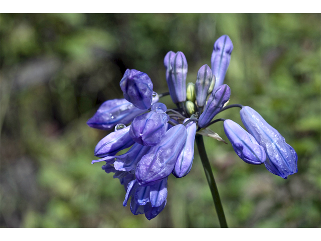 Triteleia grandiflora (Wild hyacinth) #34616