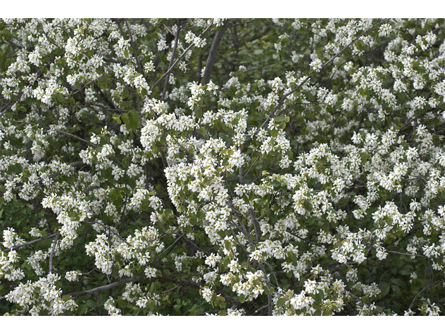 Amelanchier alnifolia (Saskatoon serviceberry) #34618