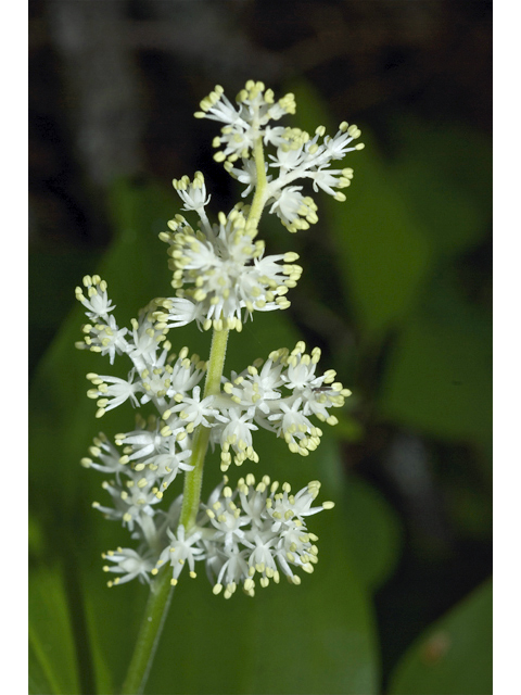 Maianthemum racemosum ssp. amplexicaule (Feathery false lily of the valley) #34642