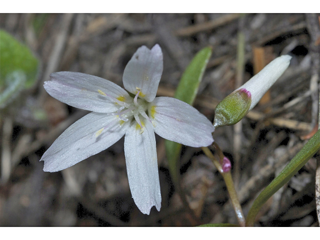Claytonia sibirica (Siberian springbeauty) #34650