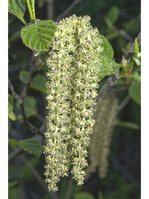 Alnus viridis ssp. sinuata (Sitka alder) #34696