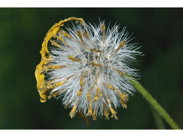 Arnica cordifolia (Heartleaf arnica) #34730