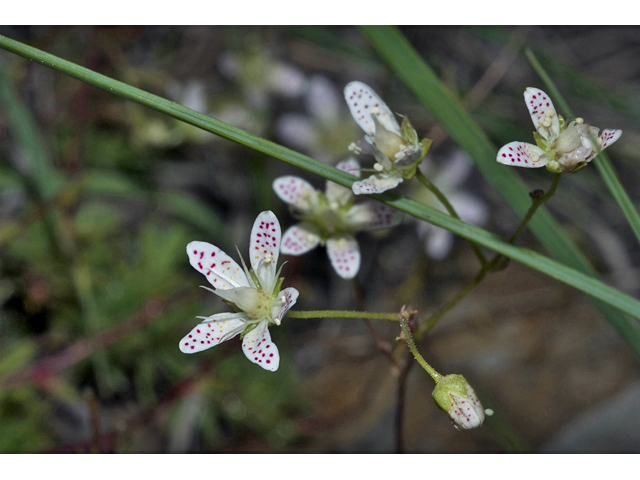 Saxifraga bronchialis (Yellowdot saxifrage) #34811